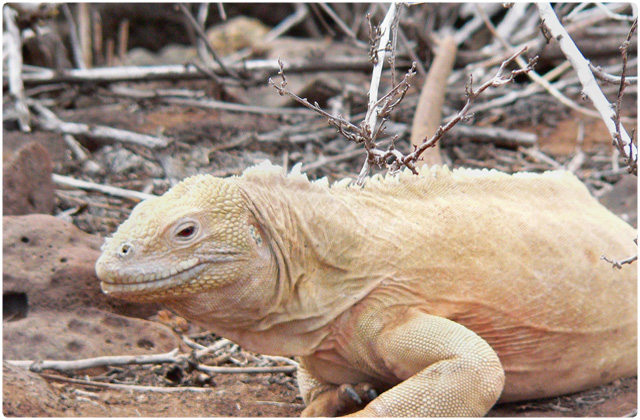 Santa fe iguana