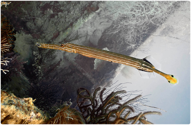 Trumpetfish