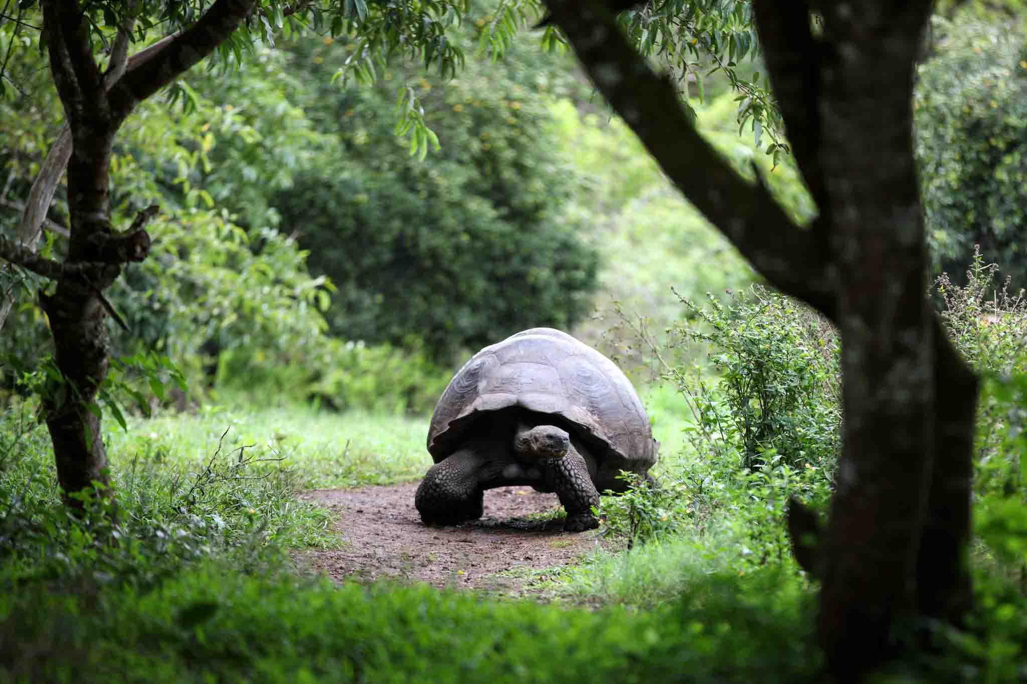 Galapagos giant tortoise