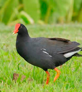 Common Gallinules