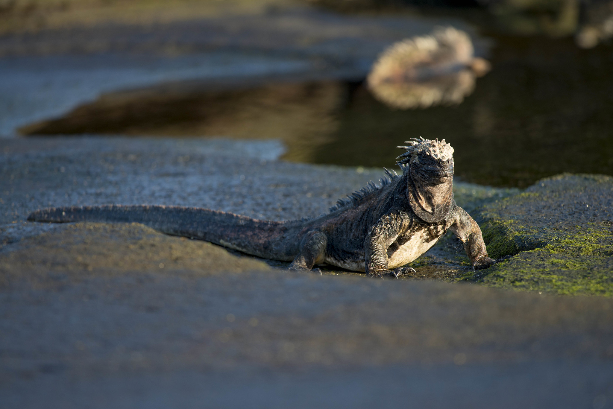 Galapagos Land Iguana