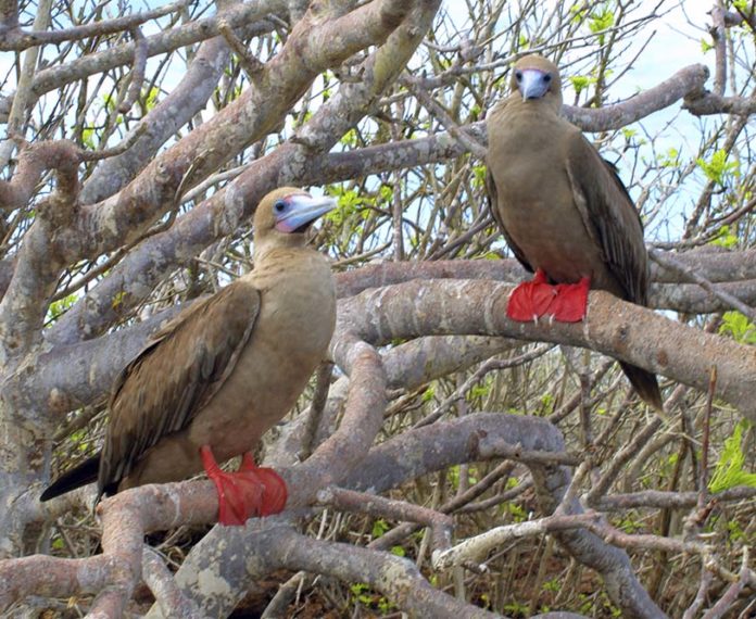 Galapagos bird life