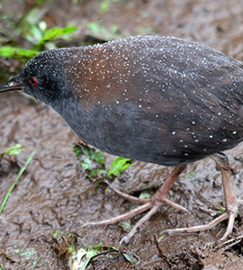 Galapagos Rails