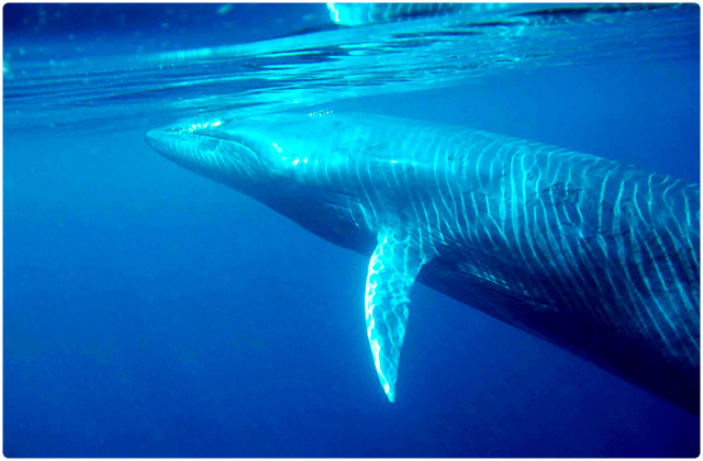 Bryde´s whale