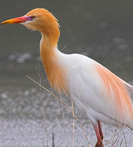 Cattle egrets