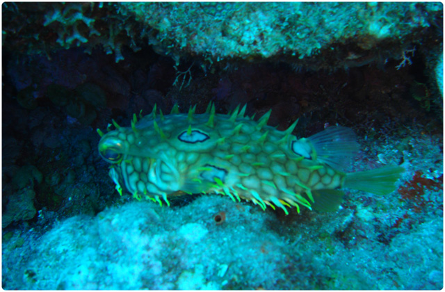 Pacific Burrfish