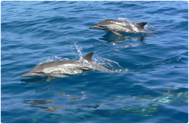 Common dolphin