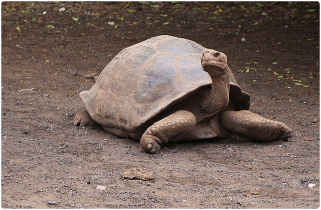 Santiago Galapagos Tortoise