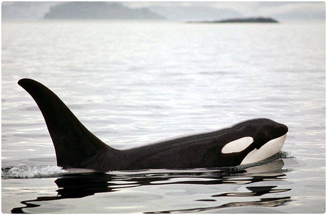 Orca (Killer whale)