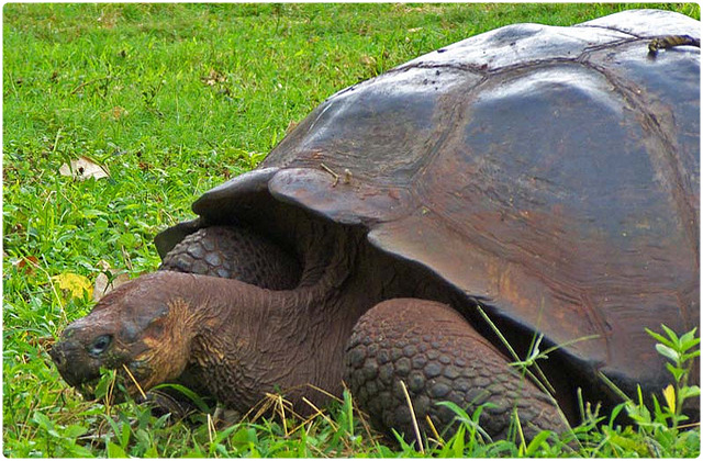 Volcan Wolf Tortoise