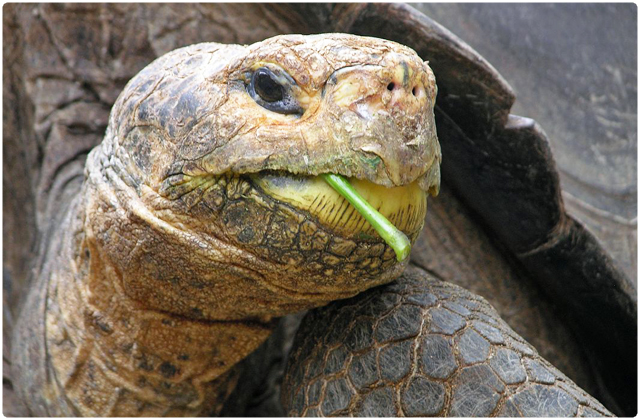 Santa Fe Galapagos Tortoise