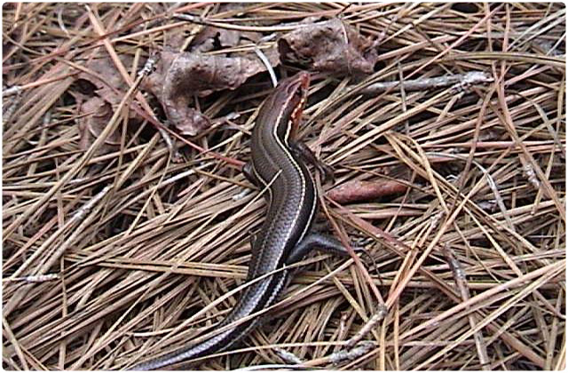 Southeastern five lined skink