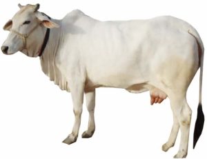 tharparkar cow