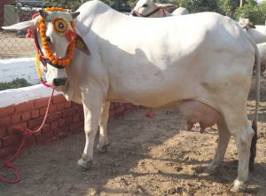 Red sindhi Cow