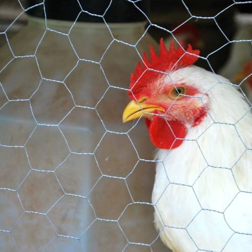 Chicken in Coop