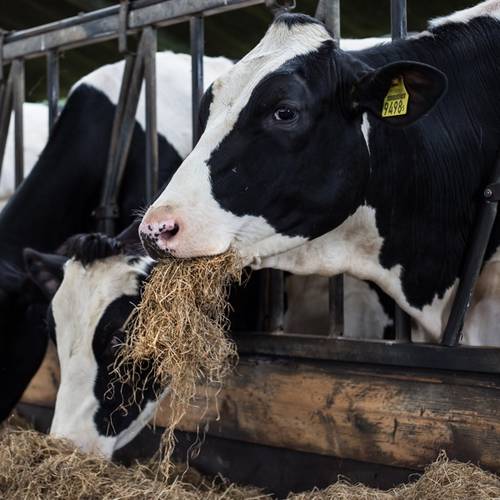 Cows Feeding