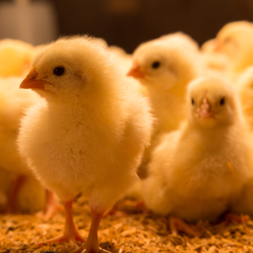 Baby chicks will arrive the week of April 24 and the week of May 15