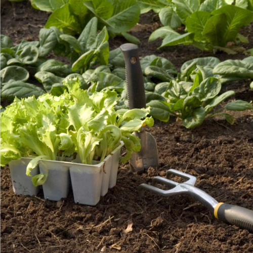 Let us help make your vegetable garden a huge sucess