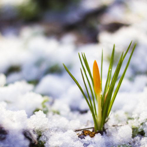 Plant Budding in Snow