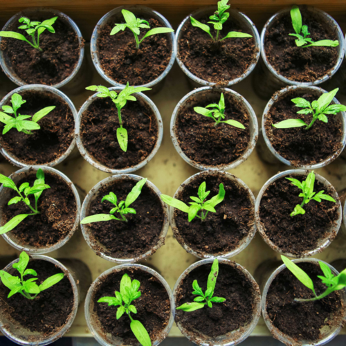 Potted Seedlings