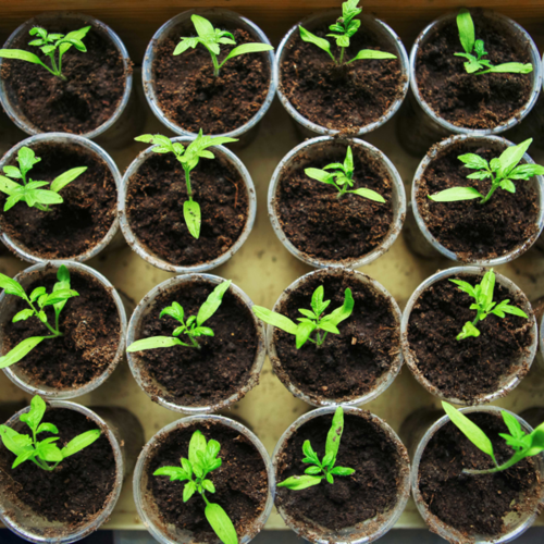 Seedlings