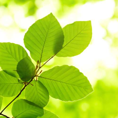 Leaves in the Sunlight