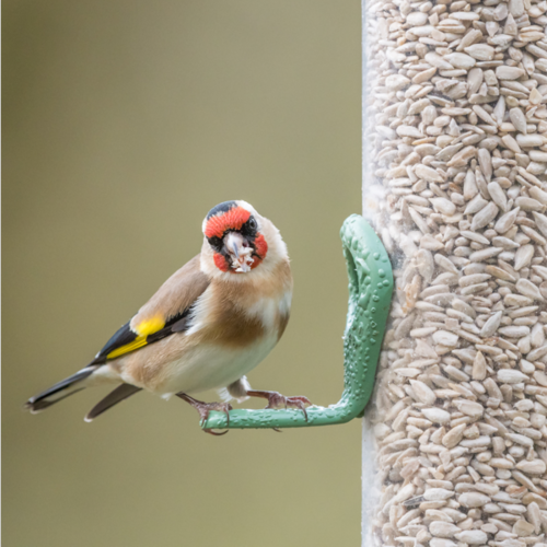 Bird at Feeder