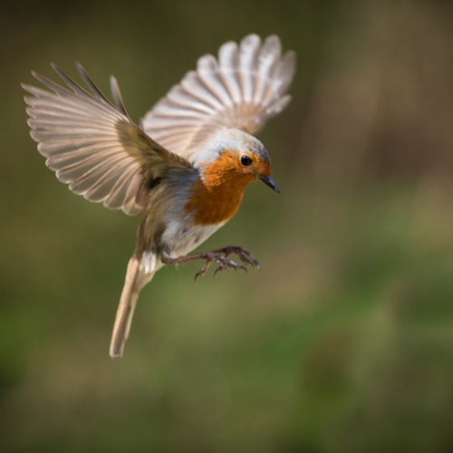 Bird Flying