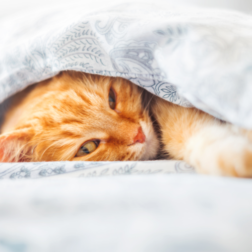 Cat Under Blanket