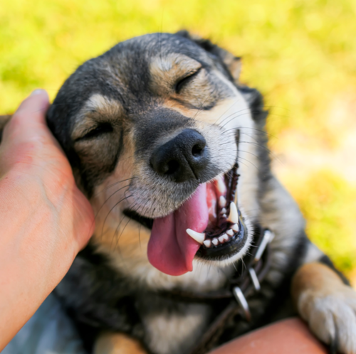 Petting Happy Dog