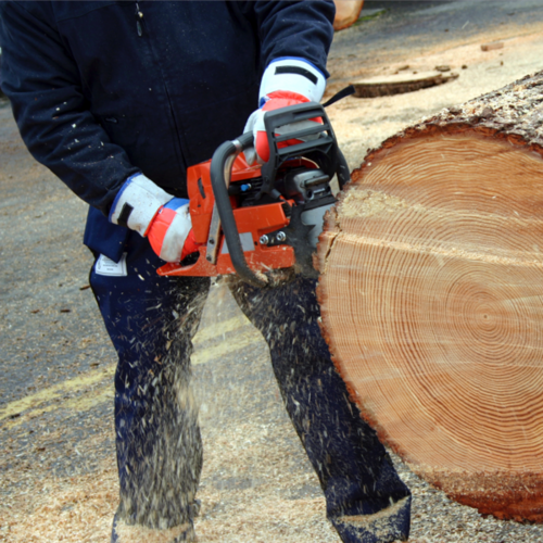 Cutting Log with Chainsaw