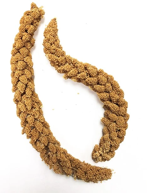 Spray Millet