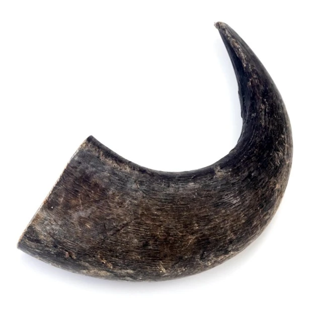 Buffalo Horn Small 3.5 oz