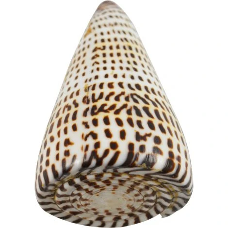 CONUS LITTERATUS POLISHED 3-4"