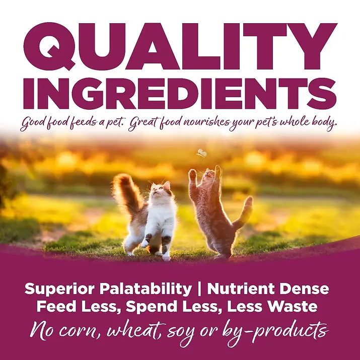 Cat & Kitten Chicken & Rice Recipe with Wholesome Grains Dry Cat Food 4 lb