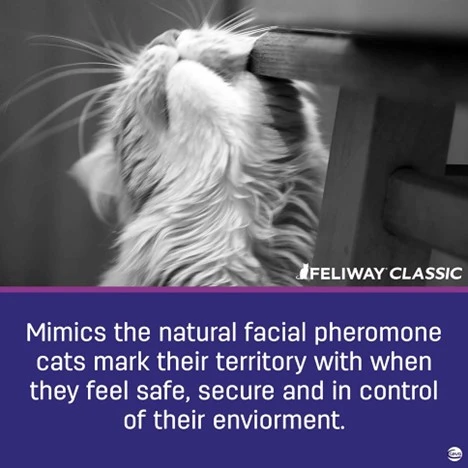 Classic Cat Calming Spray 60 ml
