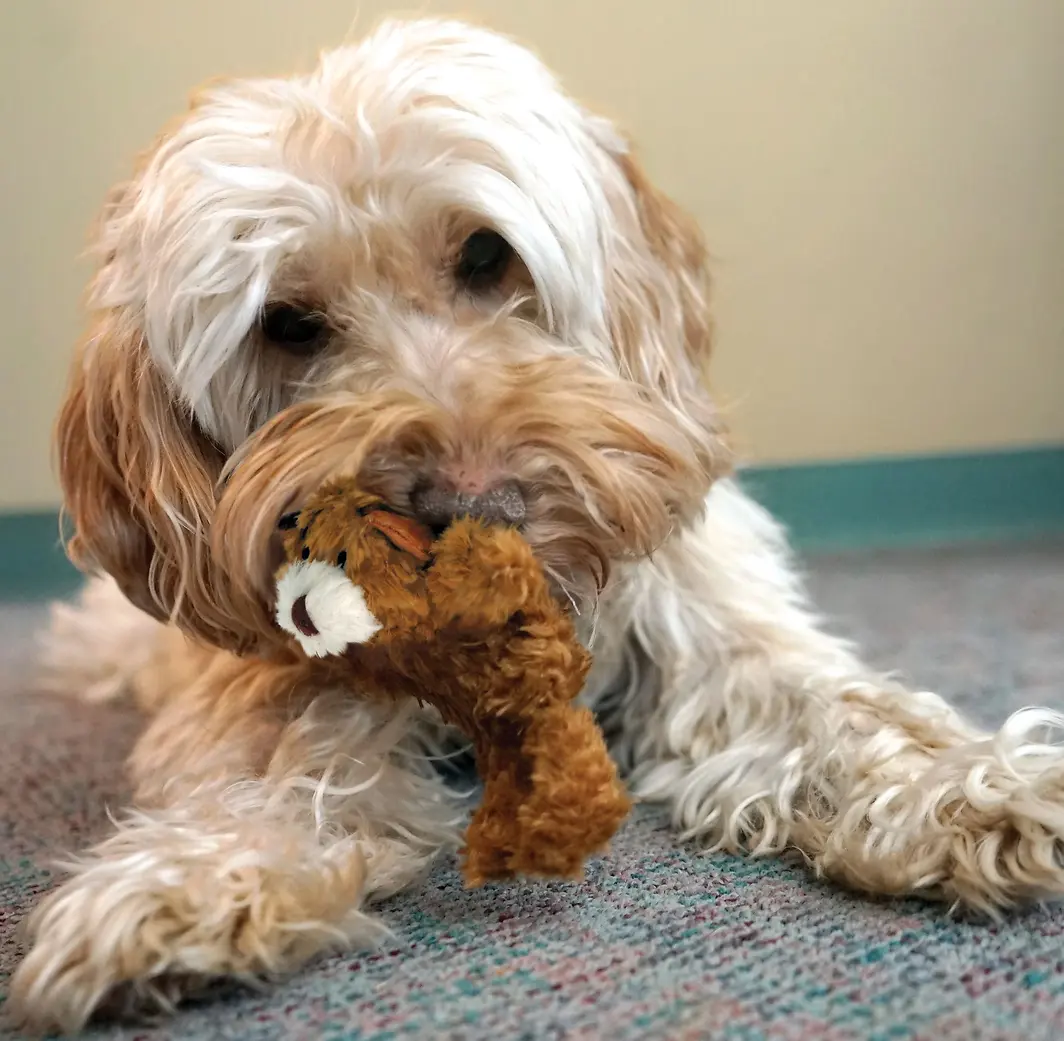 Dr. Noyz Teddy Bear Dog Toy X-Small Brown