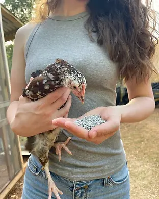 Grower Grit Chicken & Duck Supplement 7 lb