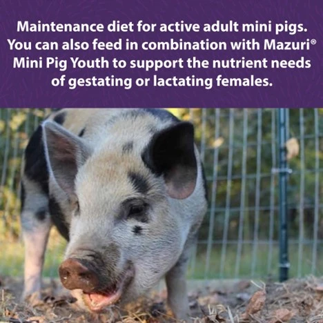 Mini Pig Active Adult Nutritionally Complete Diet 25 lb