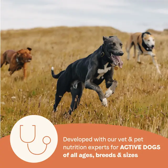 All Life Stages High Protein Multi-Protein Recipe Dry Dog Food 4 lb