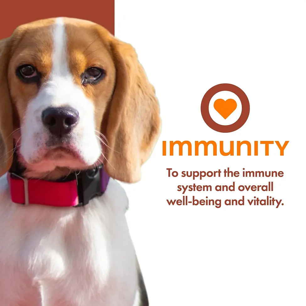 Nutritionals Immunity Functional Dog Treats 6 oz