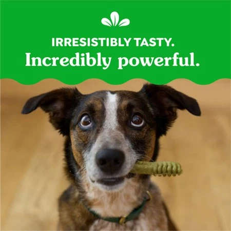 Natural Dog Dental Care Chews Oral Health Dog Treats Original Regular 12 oz | 12 Pack
