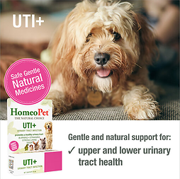 UTI+ Urinary Tract Infection Natural Homeopathic Remedy for Pets 15 ml