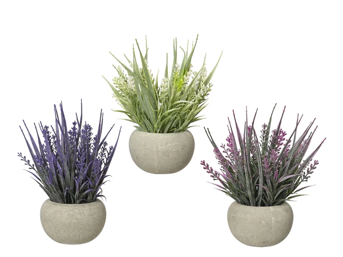 LAVENDER IN POT - PLASTIC - ASSORTED