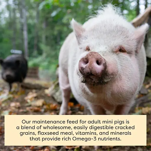 Organic Mini Pig Adult Feed 25 lb