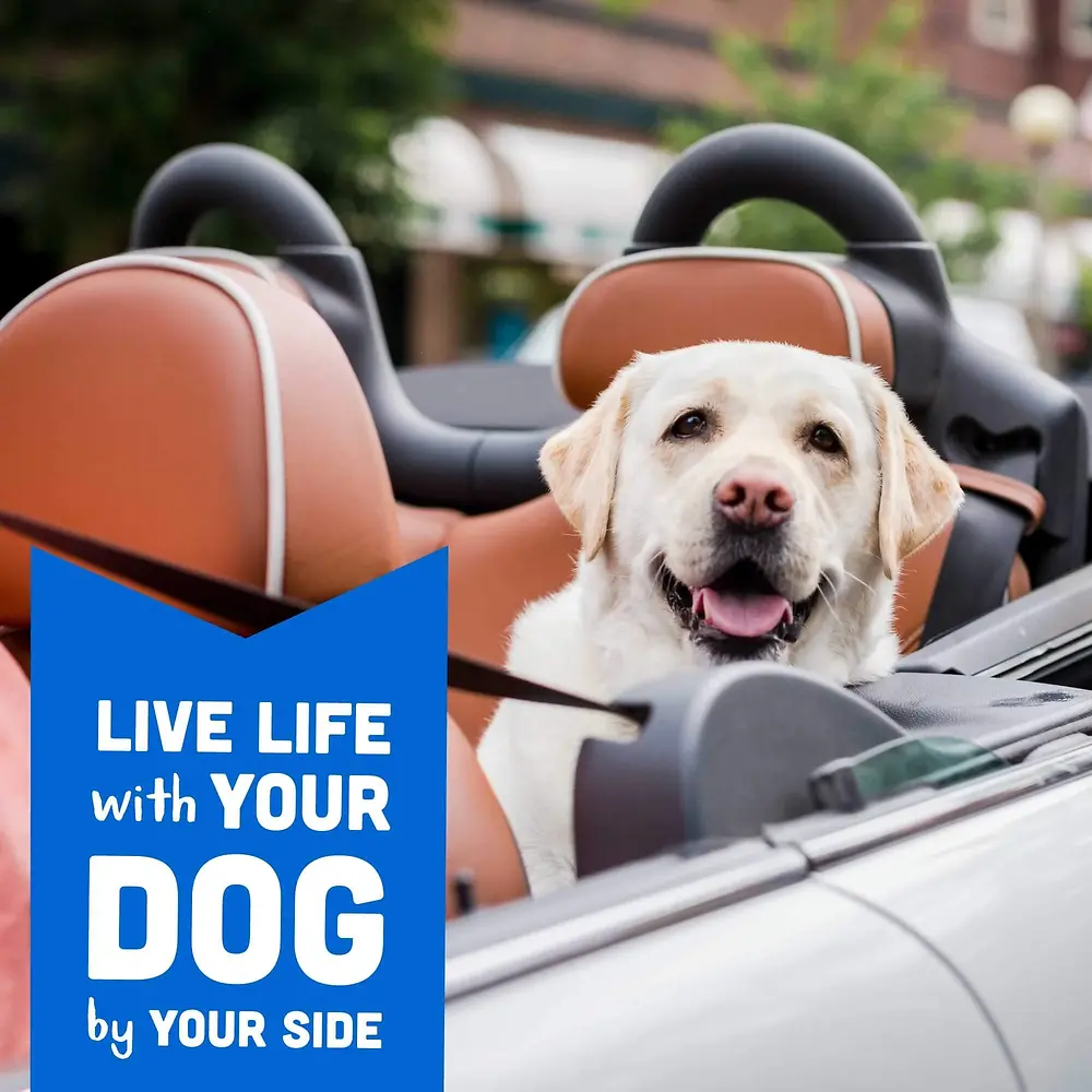 Oats & Grains Biscuits with Bacon, Cheese & Apples Treats for Dogs 3 lb