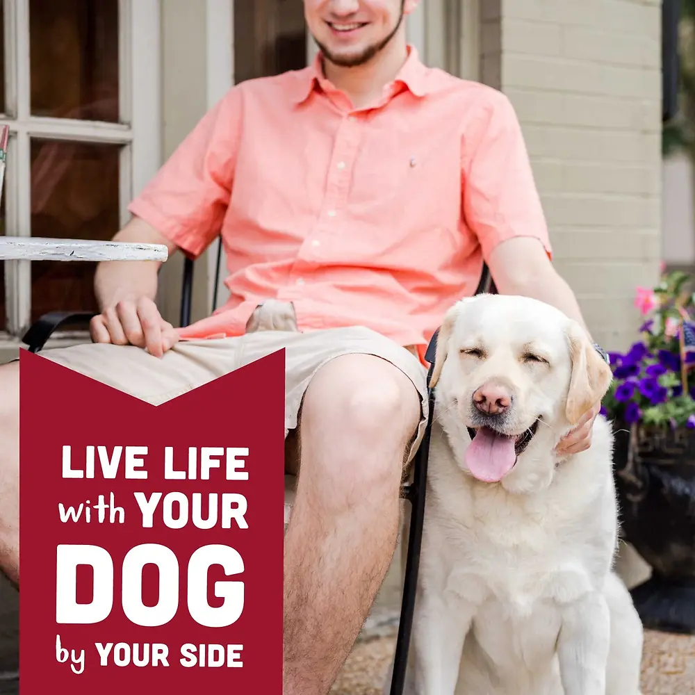 Grain Free Biscuits with Pumpkin Crunchy Treats for Dogs 14 oz