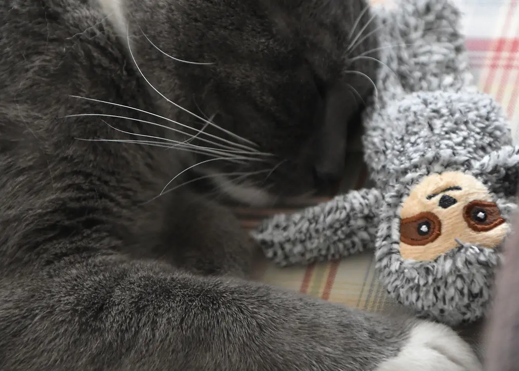 Sloth Cat Toy