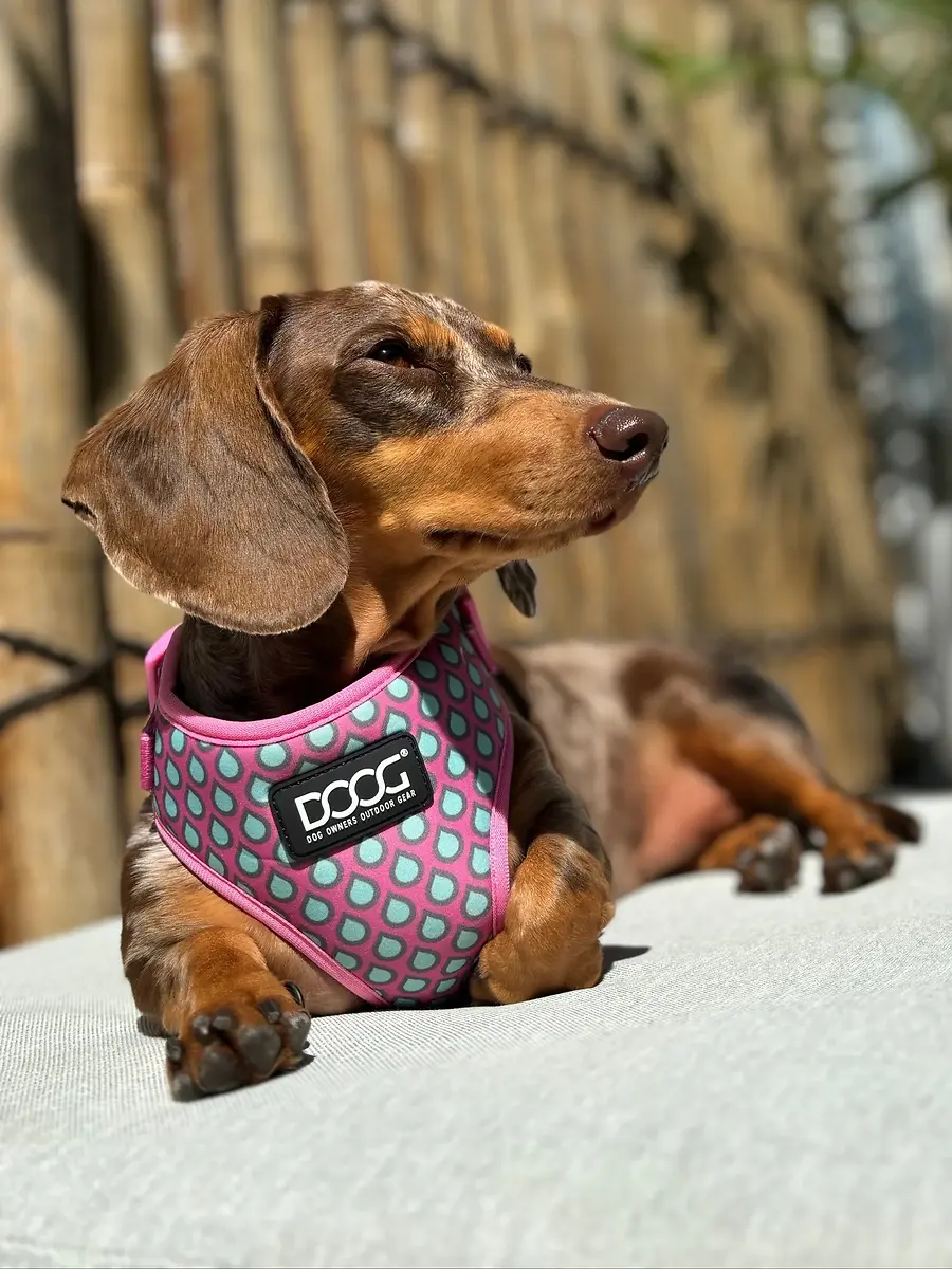 Neoflex Soft Dog Harness 'Luna' Medium