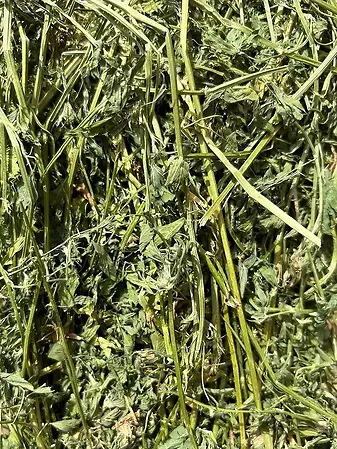 Alfalfa Hay Premium Small Animal Food 18 oz